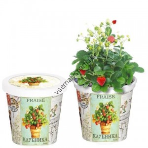 Набор для выращивания Клубника