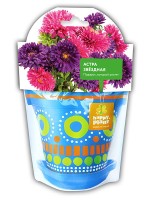 Астра звездная набор для выращивания Happy Plant