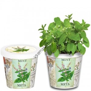 Набор для выращивания Мята