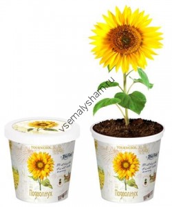 Набор для выращивания Подсолнечник