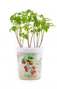 Набор для выращивания Томат