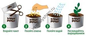 Набор для выращивания Рукола рокет