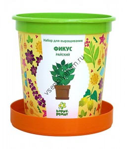 Горшок Фикус райский набор для выращивания