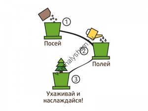 Горшок Вишня дивная набор для выращивания