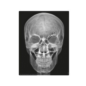 Набор Юный врач Скелет человека 4М