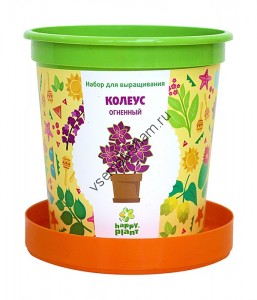 Горшок Колеус огненный набор для выращивания