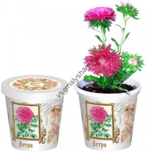 Набор для выращивания Астра