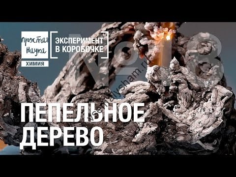 Пепельное дерево Эксперимент в коробочке Видео